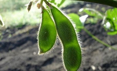 🌳 Ucrop.it anuncia su nuevo servicio 'Financiamiento verde y climático'