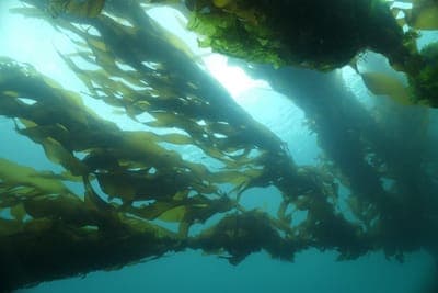 🌳 AltumLab participó en la feria internacional 'Aquaculture UK'