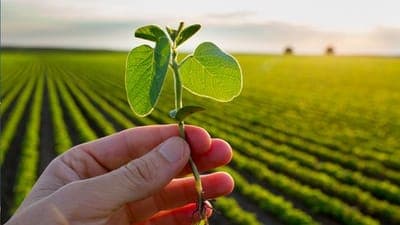 🌳  ZoomAgri diseñó dispositivo para certificar calidad de cosechas