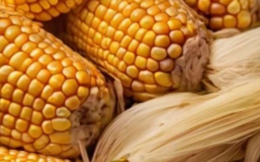 🤝 ucrop.it y Cotecna se unen para monitoreo digital de maíz