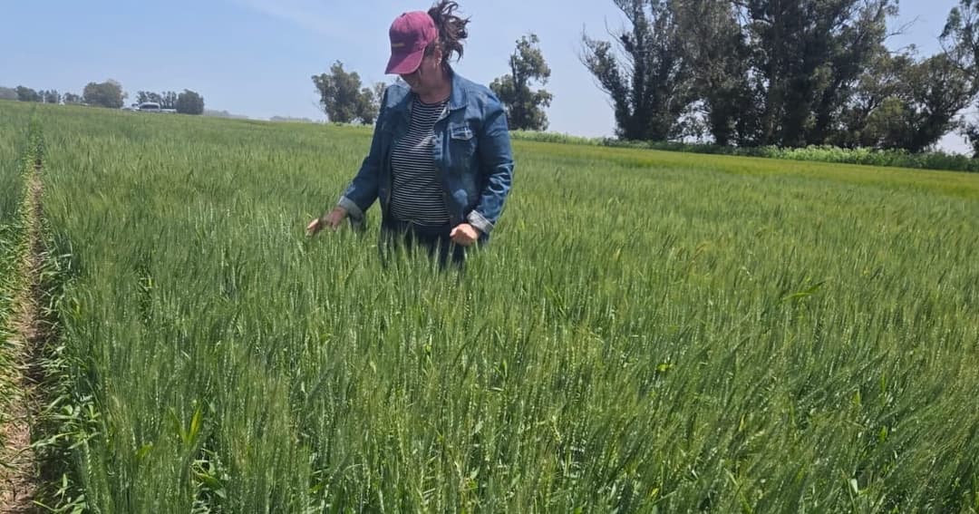 🚀 🌾 Puna Bio lanza Tayrix, un innovador biofungicida para trigo y soja