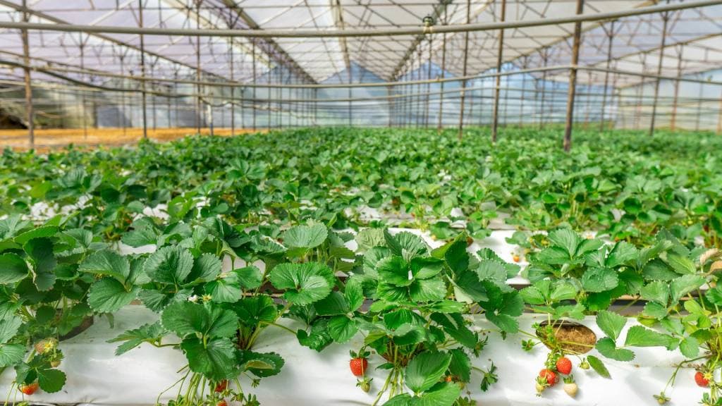 🌎 🍎 Carozzi selecciona 4 startups internacionales para transformar la industria alimentaria en Chile