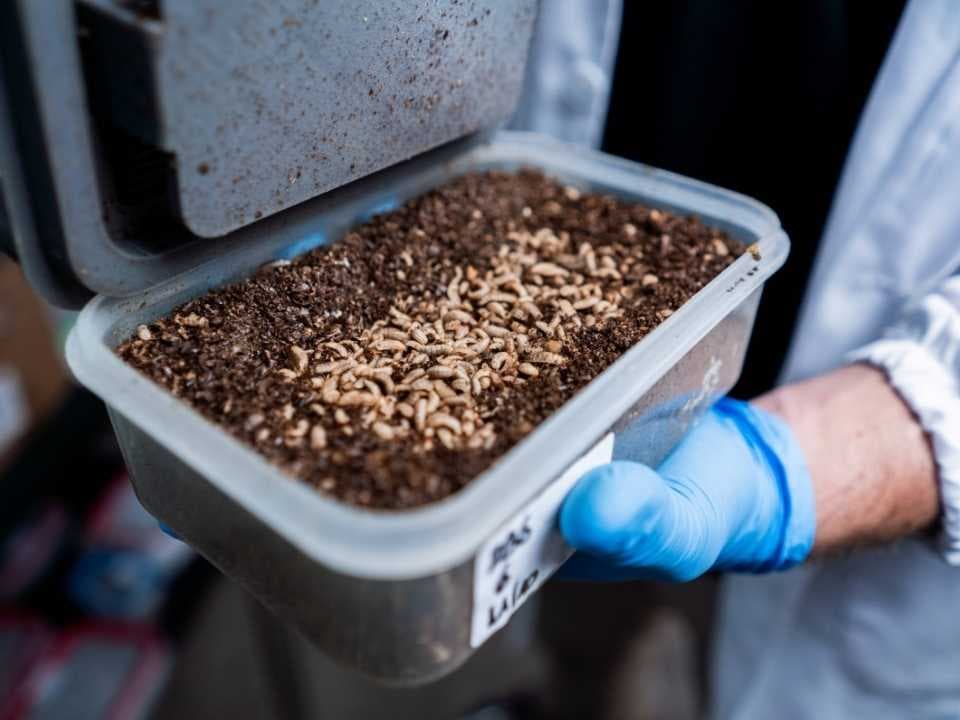 🌎 🪰 ByBug impulsa biomanufactura circular y expansión global