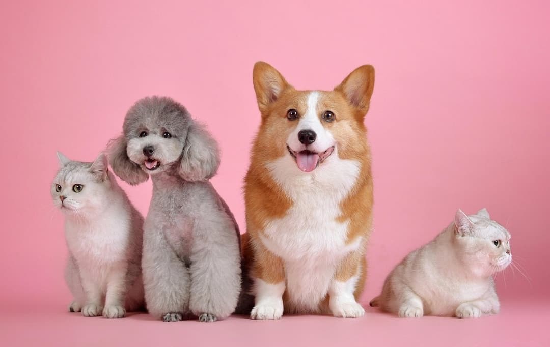 🌎 🐾 Laika regresa a México con modelo híbrido de Pet Care