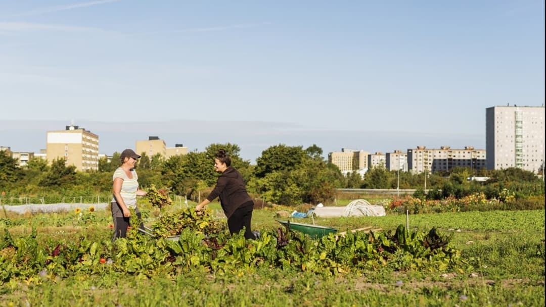 🚀 🥗 Cheaf y World Vision se alían para combatir el desperdicio de alimentos en México