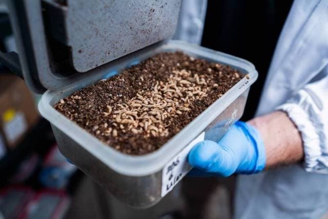 🌎 🐛 ByBug: insectos para valorizar residuos y prevenir enfermedades