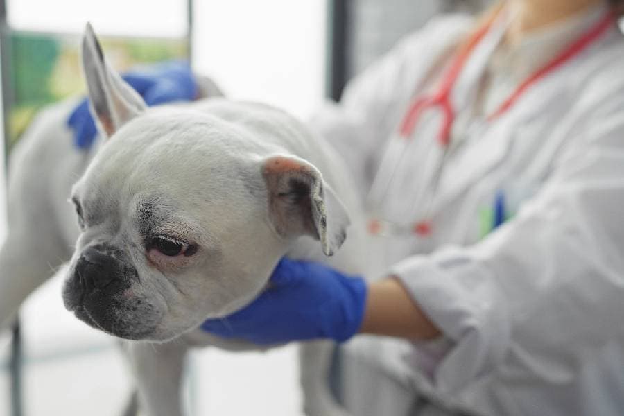 🚀 🐾 Petlove expande su ecosistema con medicamentos veterinarios online