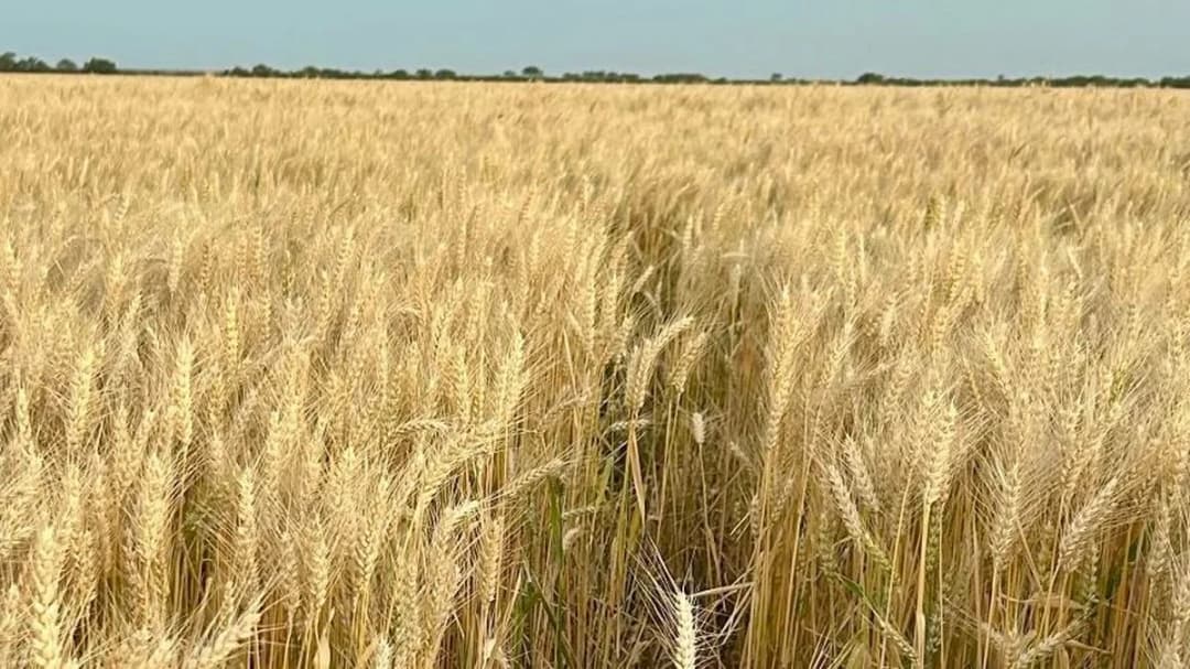🚀 🌾 Startup argentina Infira es premiada por la ONU por sus cultivos perennes