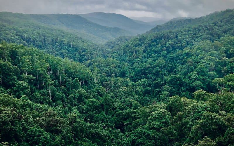 🚀 🌳 Mombak entrega los primeros créditos de carbono del Amazonas dos años antes de lo previsto