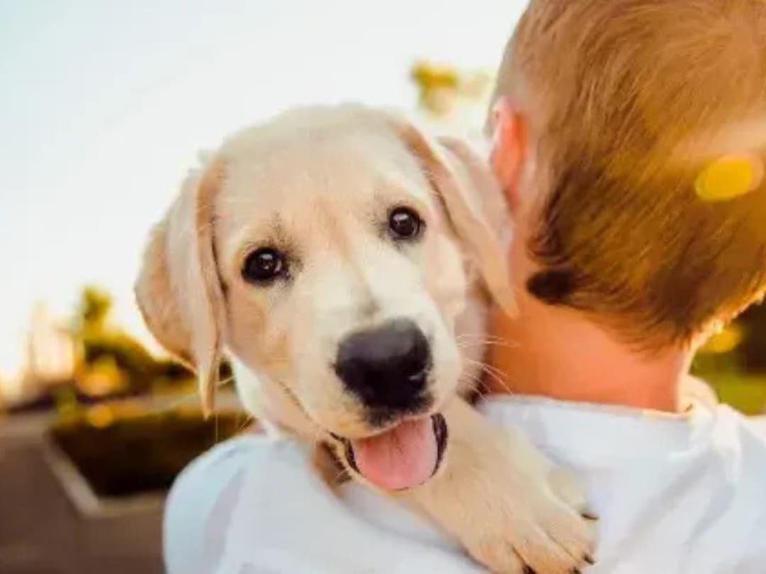 🌎 🐶 Laika abrirá 25 tiendas físicas en México